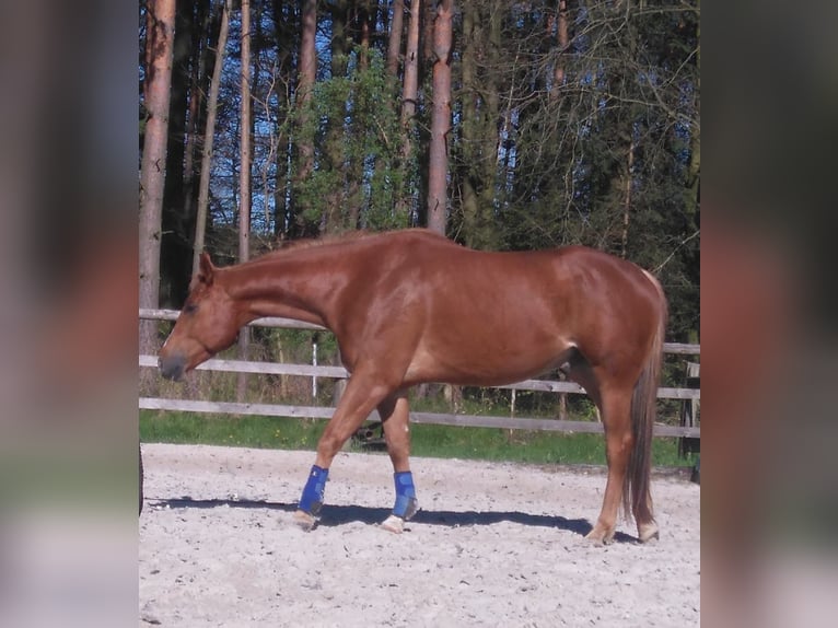 American Quarter Horse Gelding 12 years 15,2 hh Chestnut-Red in Stöckse