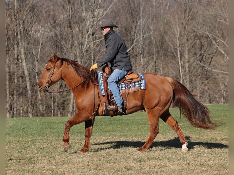 American Quarter Horse Gelding 12 years 15,2 hh Dun in Mount Vernon