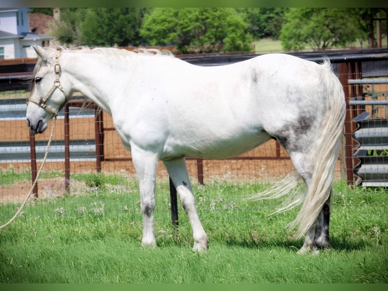 American Quarter Horse Gelding 12 years 15,2 hh Gray-Dapple in Bluff Dale, TX