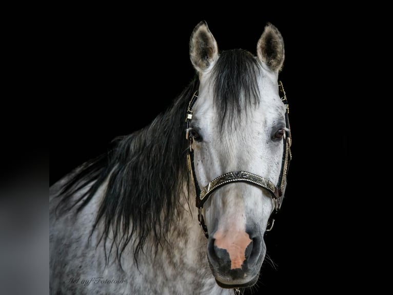 American Quarter Horse Gelding 12 years 15,2 hh Gray-Fleabitten in Bad Salzdetfurth