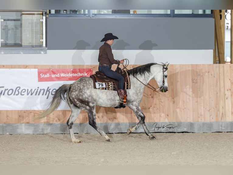 American Quarter Horse Gelding 12 years 15,2 hh Gray-Fleabitten in Bad Salzdetfurth