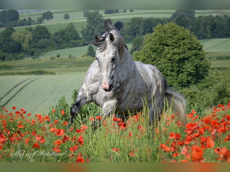 American Quarter Horse Gelding 12 years 15,2 hh Gray-Fleabitten in Bad Salzdetfurth