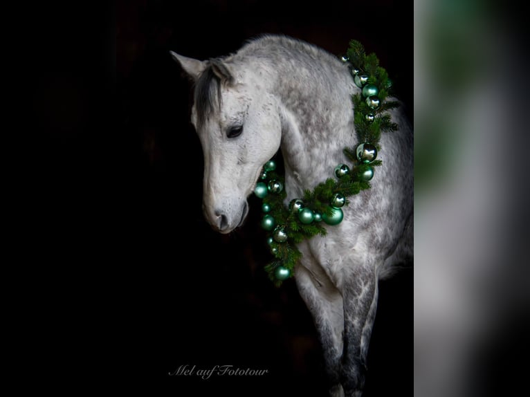 American Quarter Horse Gelding 12 years 15,2 hh Gray-Fleabitten in Bad Salzdetfurth