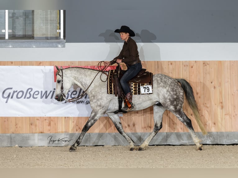 American Quarter Horse Gelding 12 years 15,2 hh Gray-Fleabitten in Bad Salzdetfurth