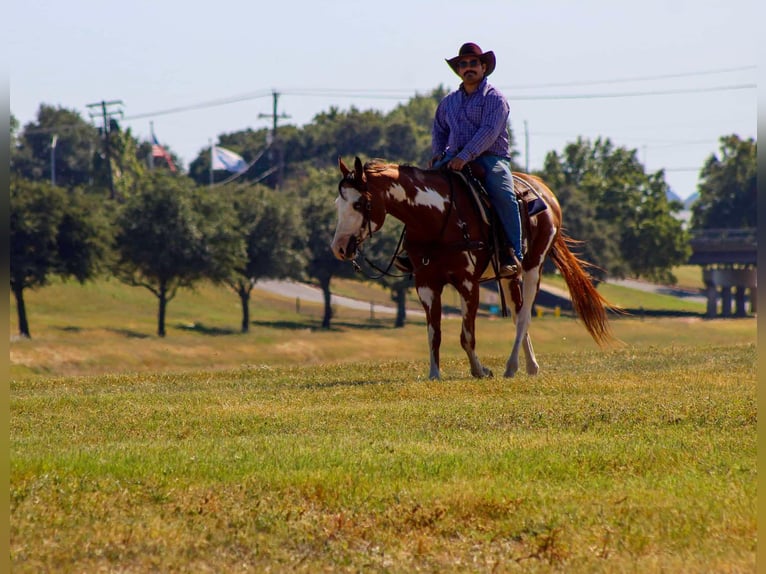 American Quarter Horse Gelding 12 years 15,2 hh Overo-all-colors in Stephenville TX