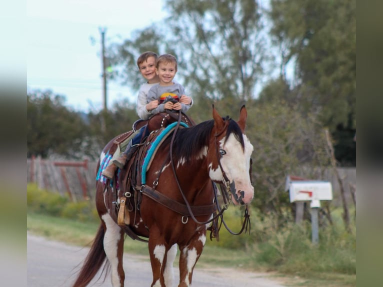 American Quarter Horse Gelding 12 years 15,2 hh Overo-all-colors in Stephenville TX