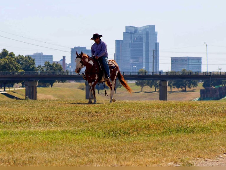 American Quarter Horse Gelding 12 years 15,2 hh Overo-all-colors in Stephenville TX