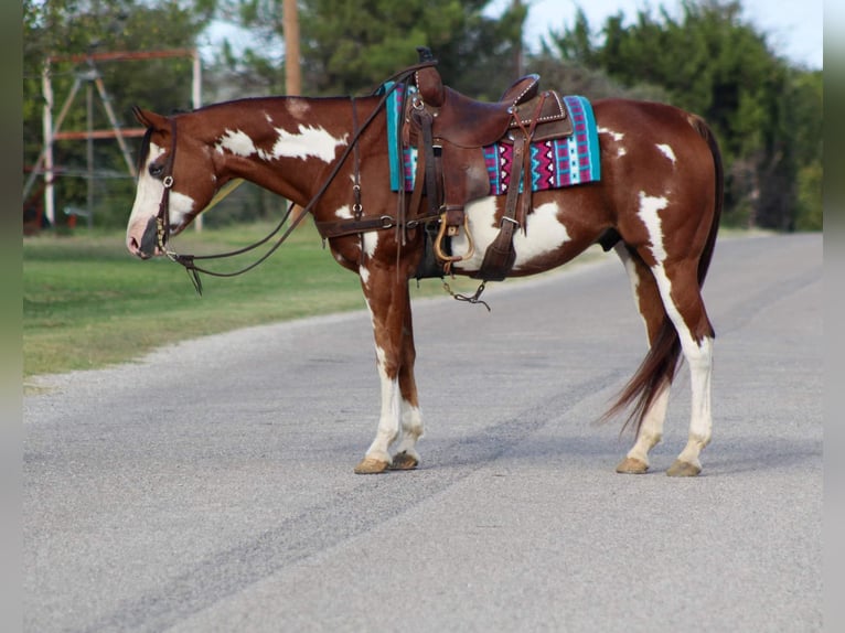 American Quarter Horse Gelding 12 years 15,2 hh Overo-all-colors in Stephenville TX