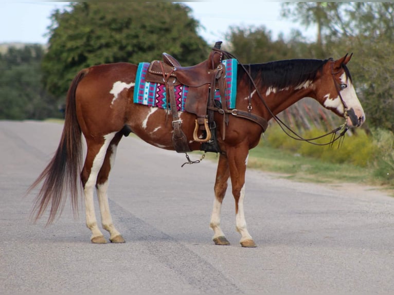 American Quarter Horse Gelding 12 years 15,2 hh Overo-all-colors in Stephenville TX