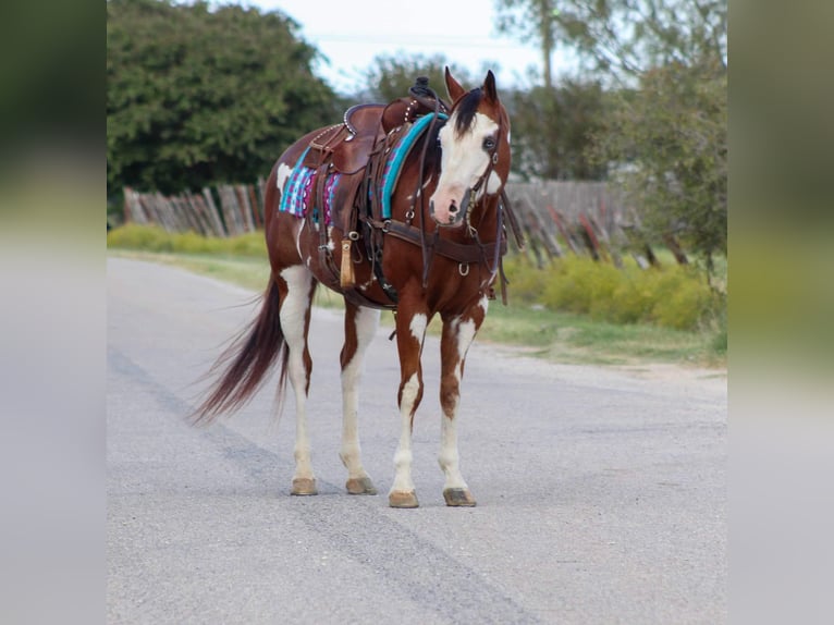 American Quarter Horse Gelding 12 years 15,2 hh Overo-all-colors in Stephenville TX