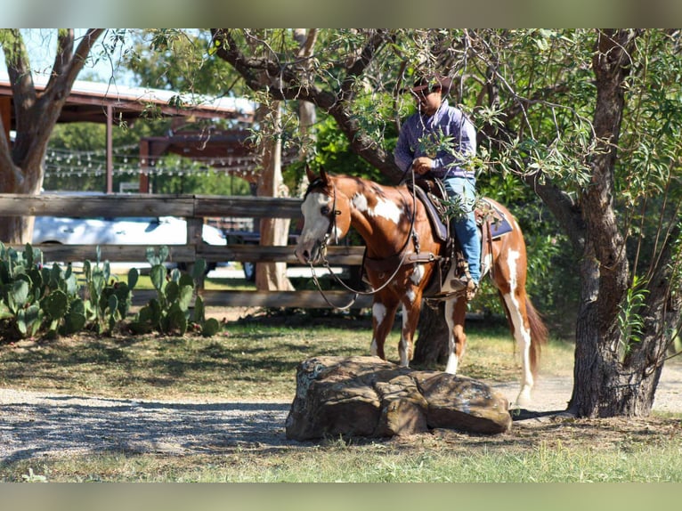 American Quarter Horse Gelding 12 years 15,2 hh Overo-all-colors in Stephenville TX