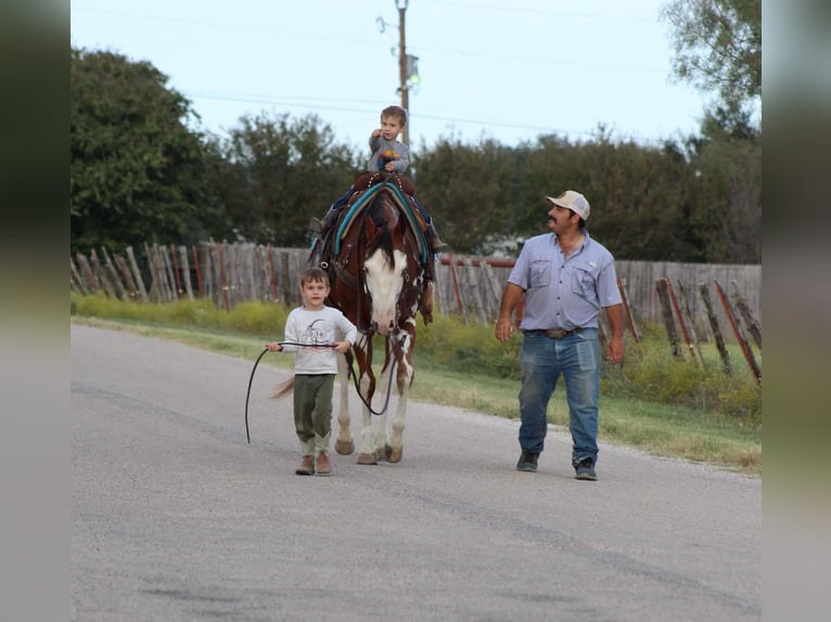 American Quarter Horse Gelding 12 years 15,2 hh Overo-all-colors in Stephenville TX