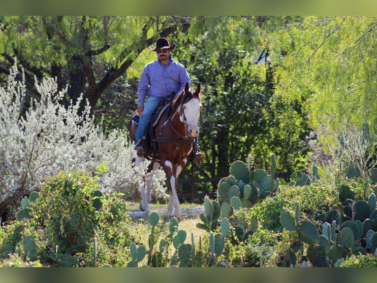 American Quarter Horse Gelding 12 years 15,2 hh Overo-all-colors in Stephenville TX