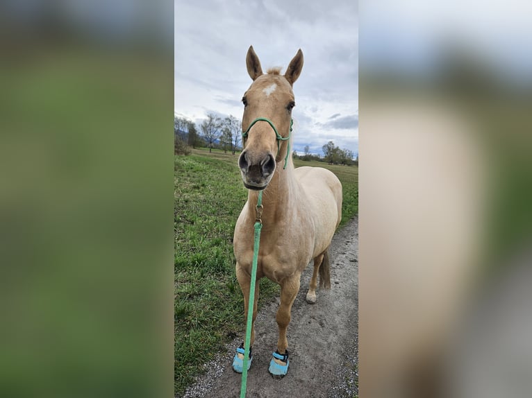 American Quarter Horse Gelding 12 years 15,2 hh Palomino in Lustenau