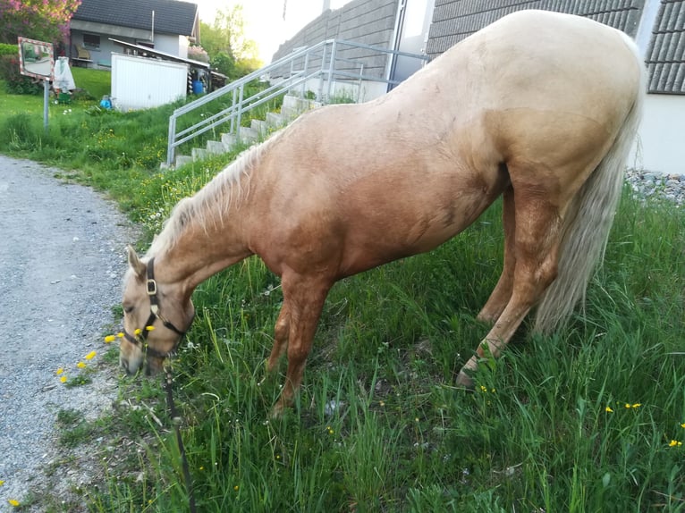 American Quarter Horse Gelding 12 years 15,2 hh Palomino in Lustenau