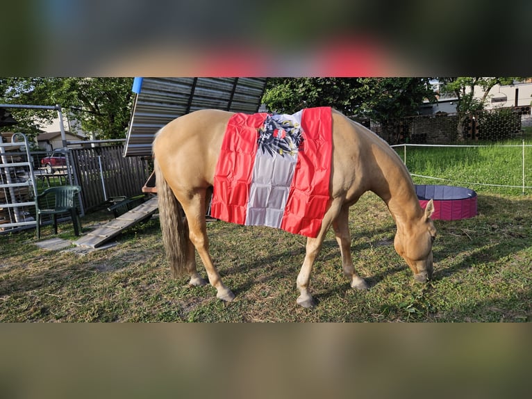 American Quarter Horse Gelding 12 years 15,2 hh Palomino in Lustenau