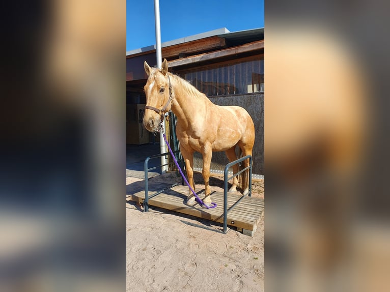 American Quarter Horse Gelding 12 years 15,2 hh Palomino in Lustenau