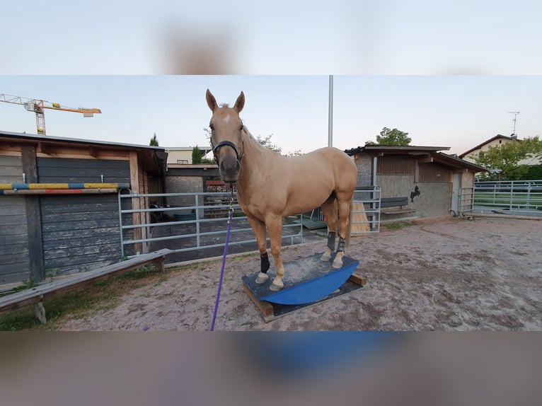 American Quarter Horse Gelding 12 years 15,2 hh Palomino in Lustenau