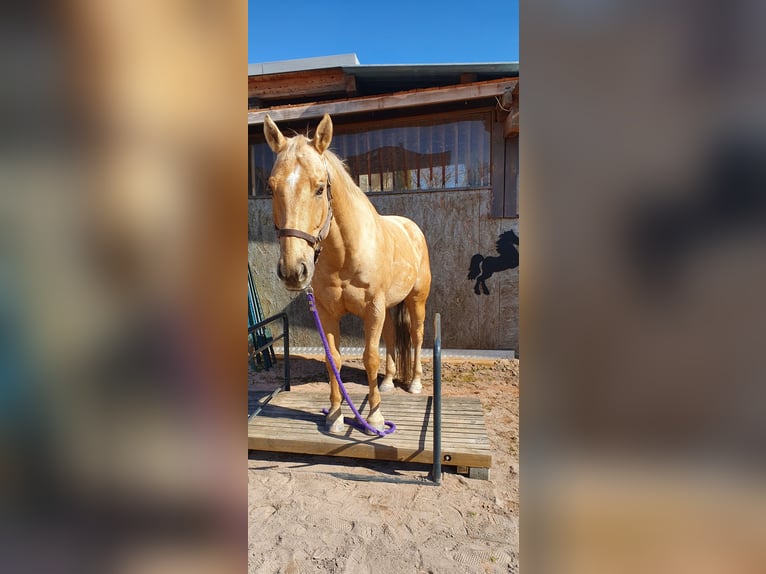 American Quarter Horse Gelding 12 years 15,2 hh Palomino in Lustenau