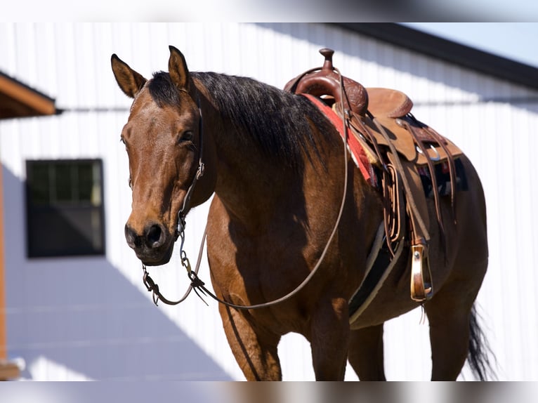 American Quarter Horse Gelding 12 years 15,2 hh Roan-Bay in Needmore, PA