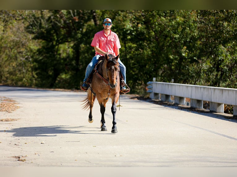 American Quarter Horse Gelding 12 years 15.2 hh Roan-Bay in Cookeville TN