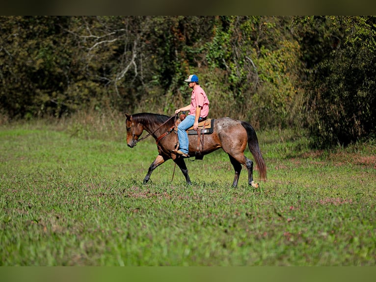 American Quarter Horse Gelding 12 years 15.2 hh Roan-Bay in Cookeville TN