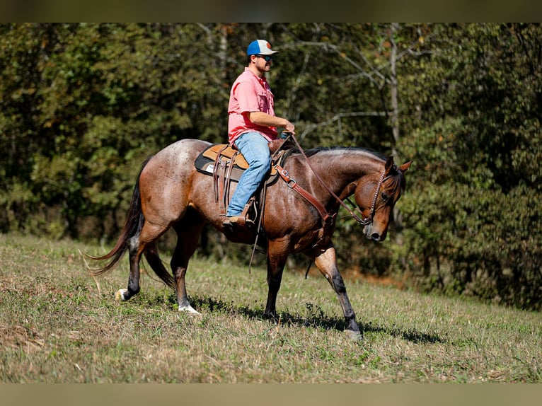 American Quarter Horse Gelding 12 years 15.2 hh Roan-Bay in Cookeville TN