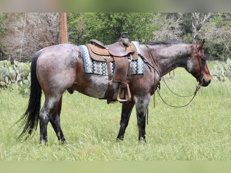 American Quarter Horse Gelding 12 years 15,2 hh Roan-Bay in Morgan Mill TX