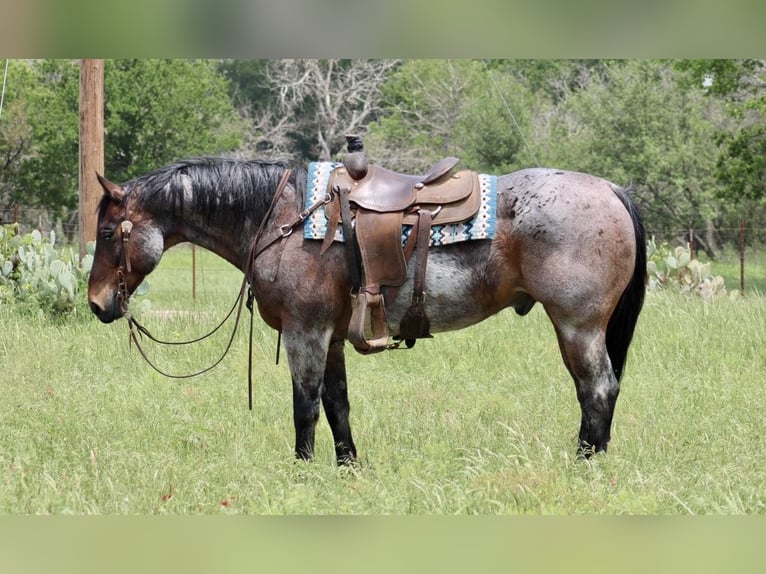 American Quarter Horse Gelding 12 years 15,2 hh Roan-Bay in Morgan Mill TX