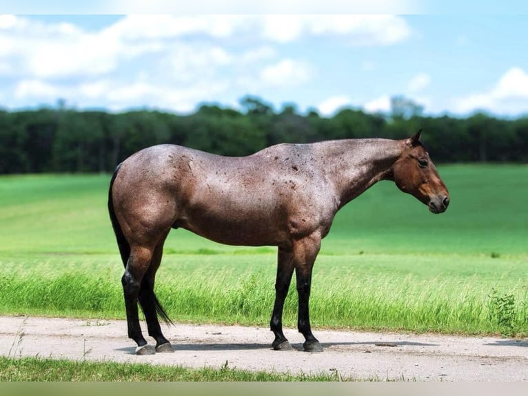 American Quarter Horse Gelding 12 years 15,2 hh Roan-Bay in Nevis NM