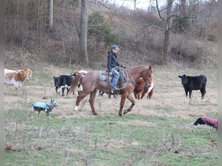 American Quarter Horse Gelding 12 years 15.2 hh Roan-Red in Berea