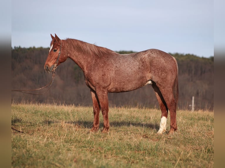 American Quarter Horse Gelding 12 years 15.2 hh Roan-Red in Berea
