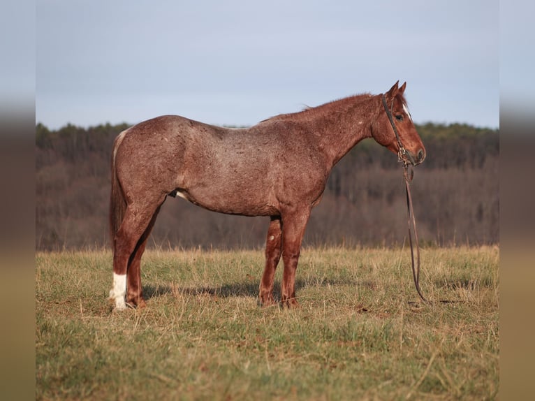 American Quarter Horse Gelding 12 years 15.2 hh Roan-Red in Berea
