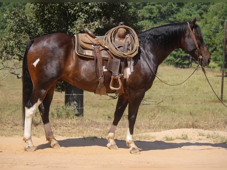 American Quarter Horse Gelding 12 years 15,2 hh Tobiano-all-colors in Rusk TX
