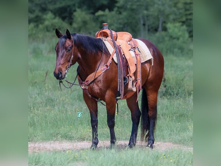 American Quarter Horse Gelding 12 years 15,3 hh Bay in Carthage