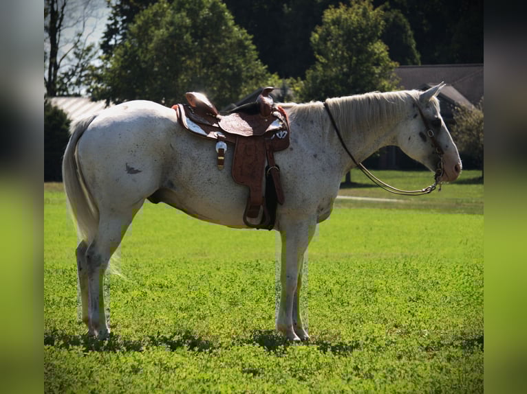 American Quarter Horse Gelding 12 years 15,3 hh Grey in Saint Joe