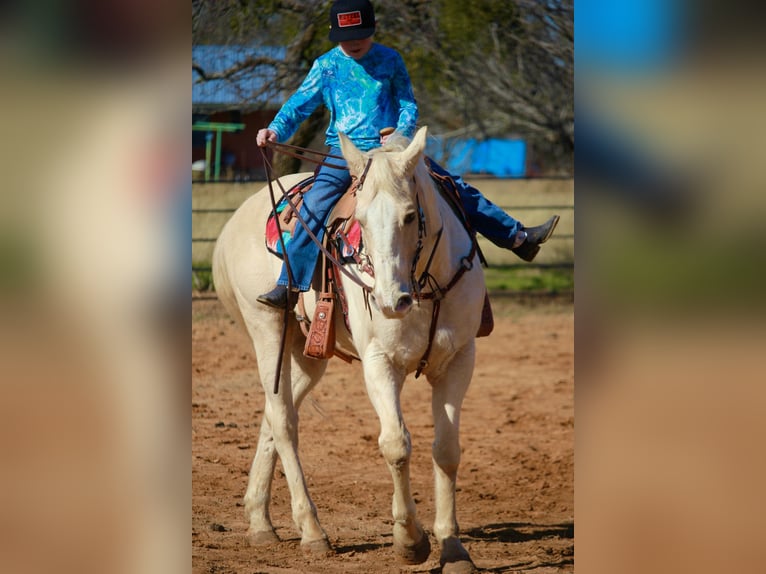 American Quarter Horse Gelding 12 years 15,3 hh Palomino in Granbury, TX