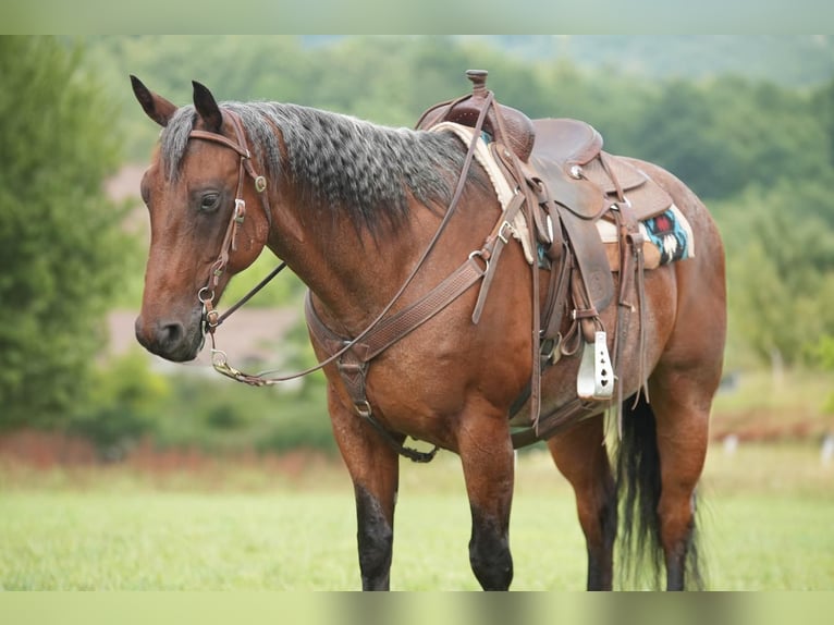 American Quarter Horse Gelding 12 years 15,3 hh Roan-Bay in Needmore, PA