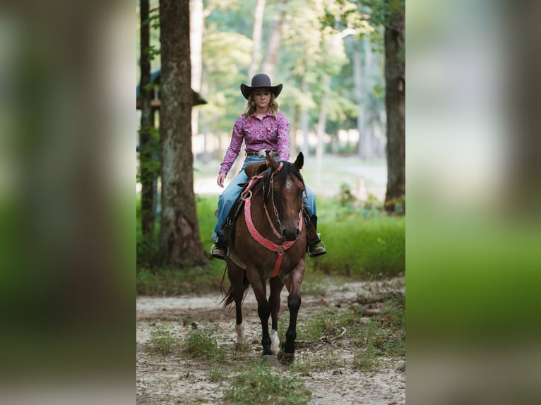 American Quarter Horse Gelding 12 years 15,3 hh Roan-Bay in Horton, AL