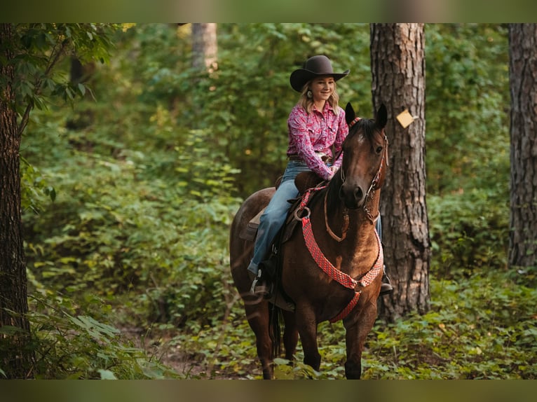 American Quarter Horse Gelding 12 years 15,3 hh Roan-Bay in Horton, AL