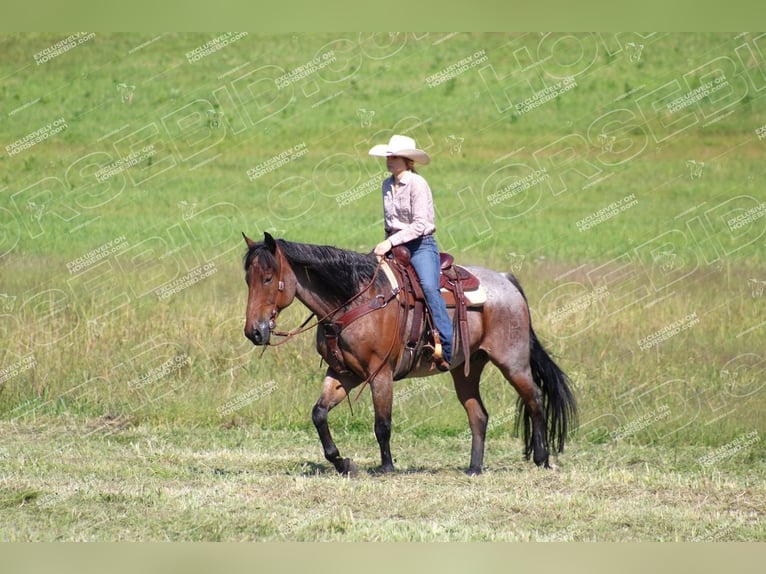 American Quarter Horse Gelding 12 years 15,3 hh Roan-Bay in Shippenville, PA