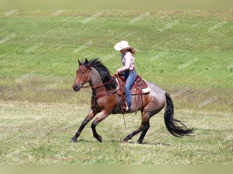 American Quarter Horse Gelding 12 years 15,3 hh Roan-Bay in Shippenville, PA