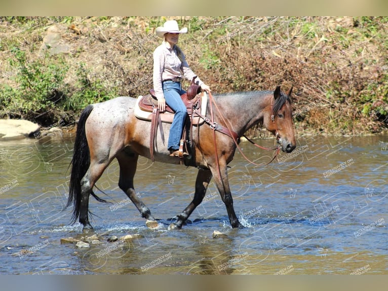 American Quarter Horse Gelding 12 years 15,3 hh Roan-Bay in Shippenville, PA