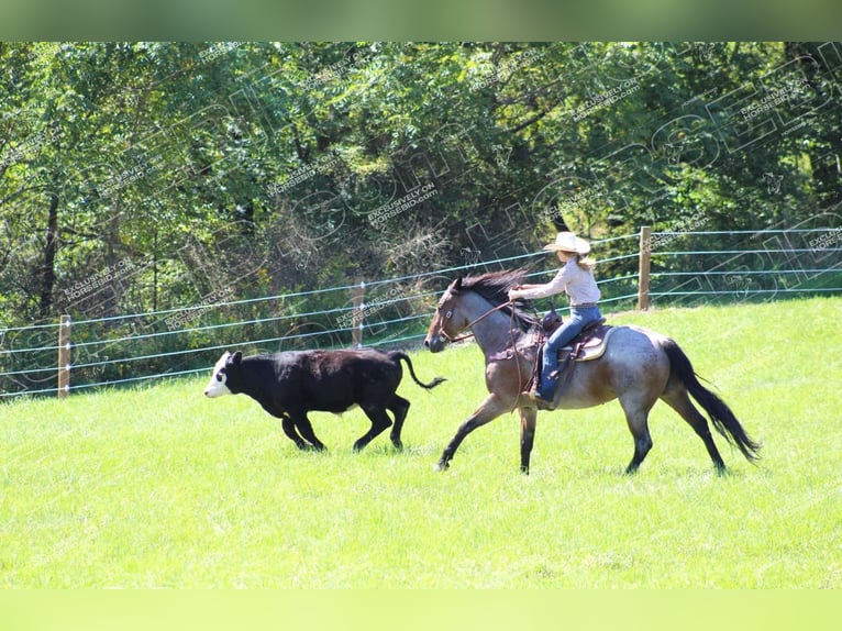 American Quarter Horse Gelding 12 years 15,3 hh Roan-Bay in Shippenville, PA