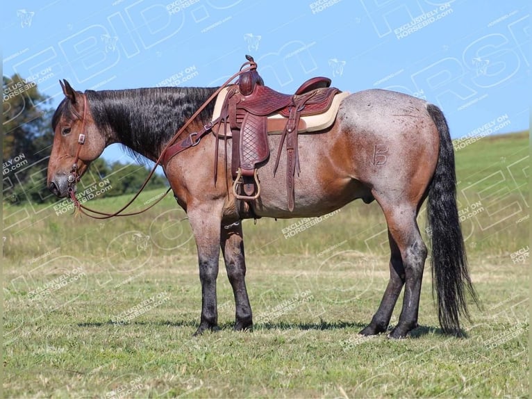 American Quarter Horse Gelding 12 years 15,3 hh Roan-Bay in Shippenville, PA