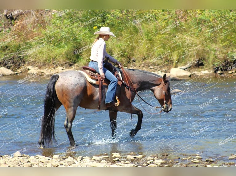 American Quarter Horse Gelding 12 years 15,3 hh Roan-Bay in Shippenville, PA