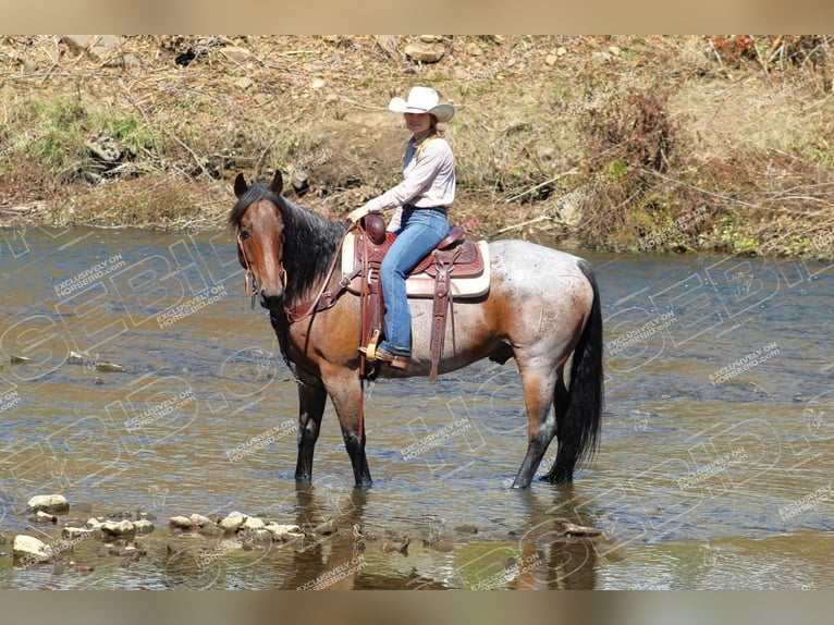 American Quarter Horse Gelding 12 years 15,3 hh Roan-Bay in Shippenville, PA