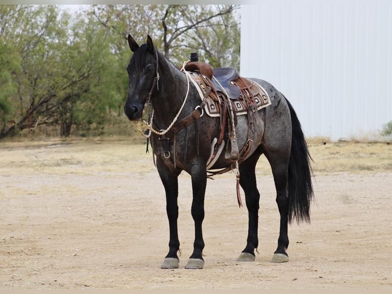 American Quarter Horse Gelding 12 years 15,3 hh Roan-Blue in eastland TX