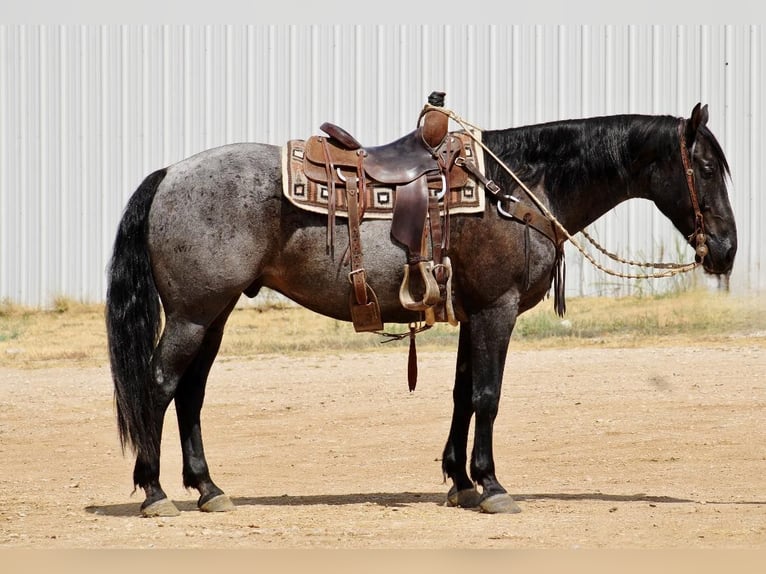 American Quarter Horse Gelding 12 years 15,3 hh Roan-Blue in eastland TX