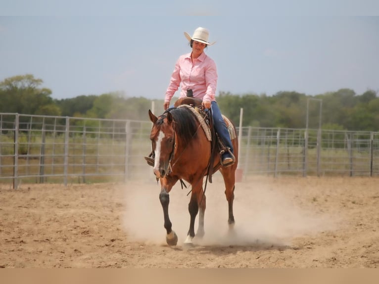 American Quarter Horse Gelding 12 years 15 hh Bay in Carthage